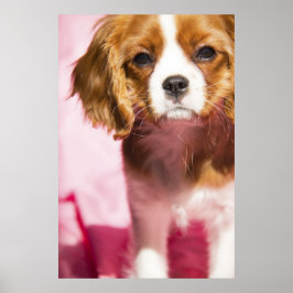 Póster de cachorro hembra King Charles Spaniel