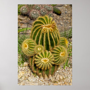Póster de cactus