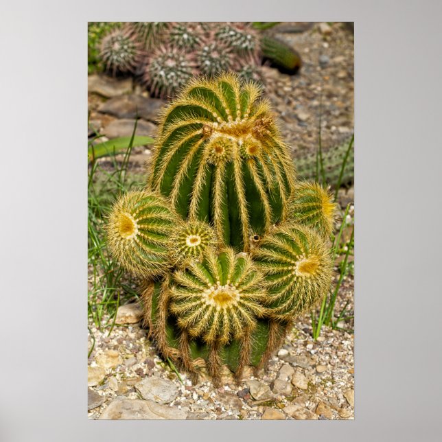 Póster de cactus (Frente)