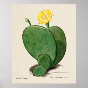 Póster de Cactus 3