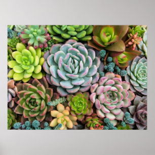 Póster de cactus suculentos