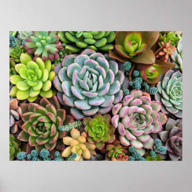 Póster de cactus suculentos (Frente)