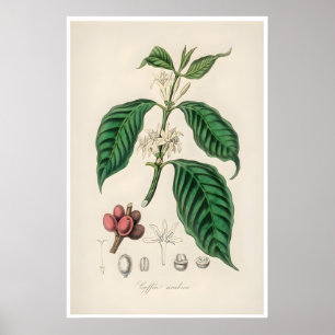 Póster de café Ilustración botánica Arte Arabica