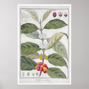 Póster de café Impresión botánica Arabica Arte Caf