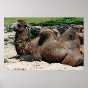 Póster de camello