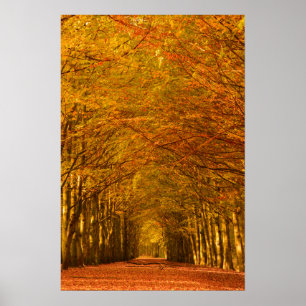 Póster de camino peatonal a través del bosque en o