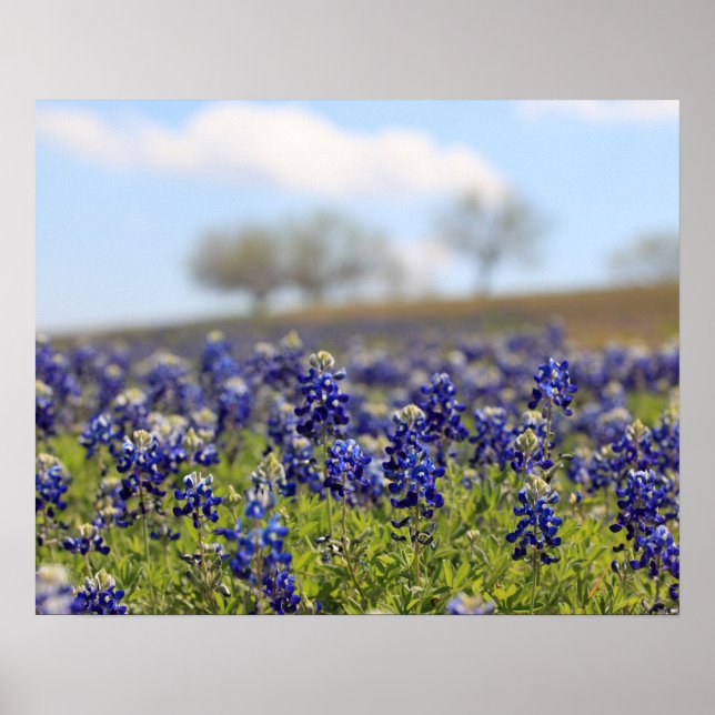 Póster de Campo de Bluebonnets (Frente)
