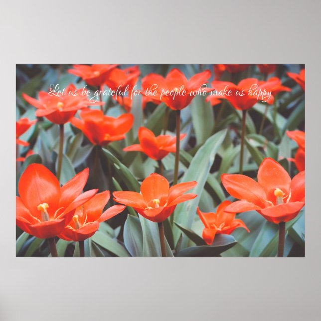 Póster de campo de tulipanes rojos (Frente)