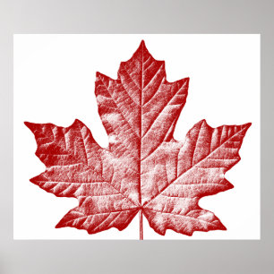 Póster de Canadá Hoja de Arce de Canadá Impresión 