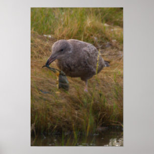Póster de cangrejo atrapado por pájaro