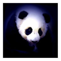 Póster de Cara de Panda - Impresiones de Pósters d