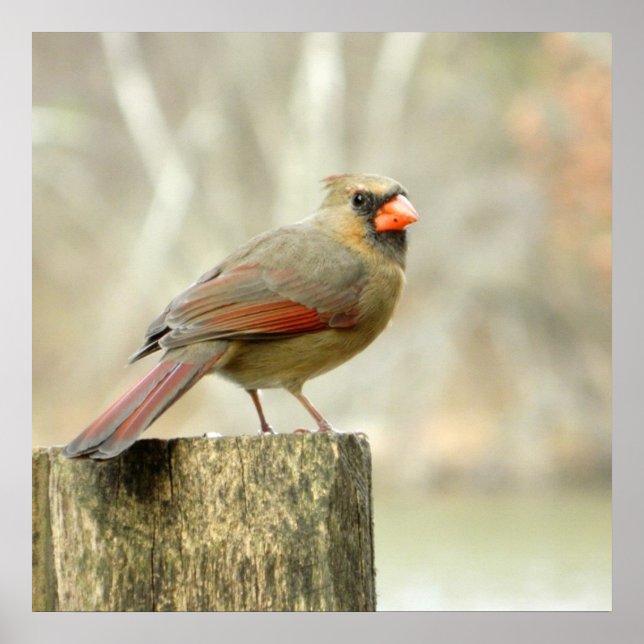 Póster de Cardenal Hembra en Cerca (Frente)