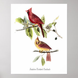Póster de Cardinals del Norte de Audubon