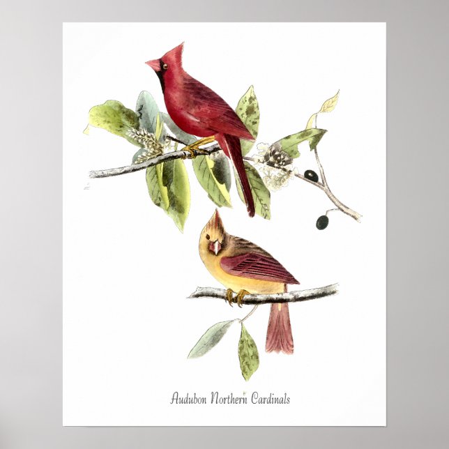 Póster de Cardinals del Norte de Audubon (Frente)