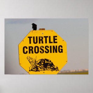 Póster de cartel de cruce de tortugas con ave