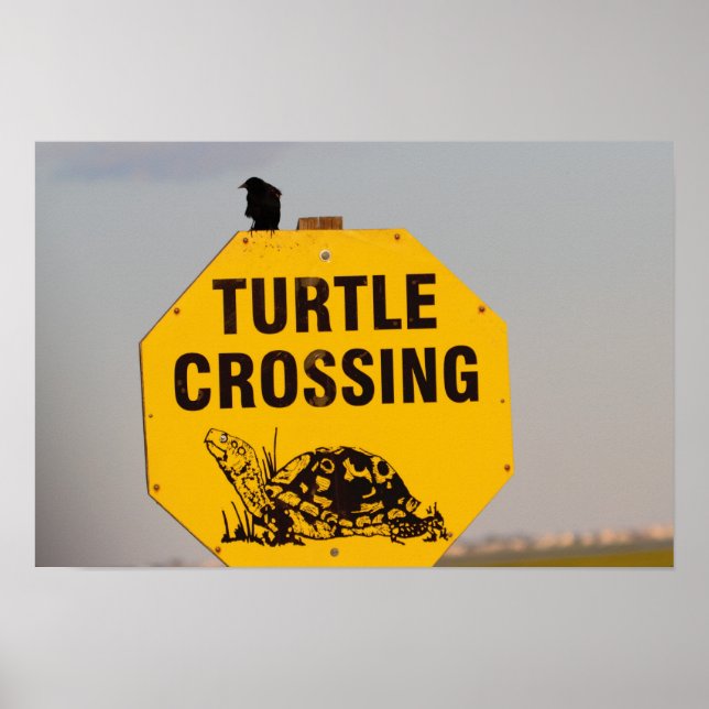 Póster de cartel de cruce de tortugas con ave (Frente)