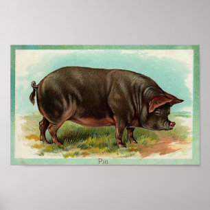 Poster de cerdo - Arte vintage