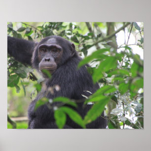 Póster de chimpancé