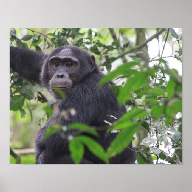 Póster de chimpancé (Frente)
