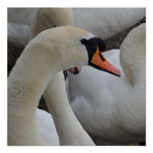 Poster de cisne blanco