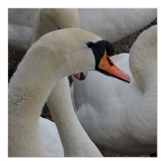 Poster de cisne blanco (Anverso)