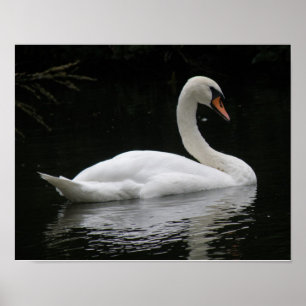 Póster de cisne blanco elegante