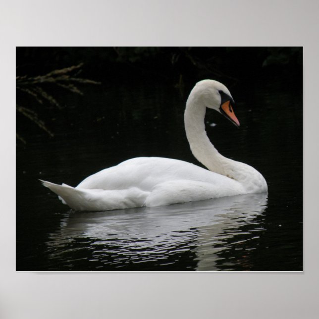 Póster de cisne blanco elegante (Frente)