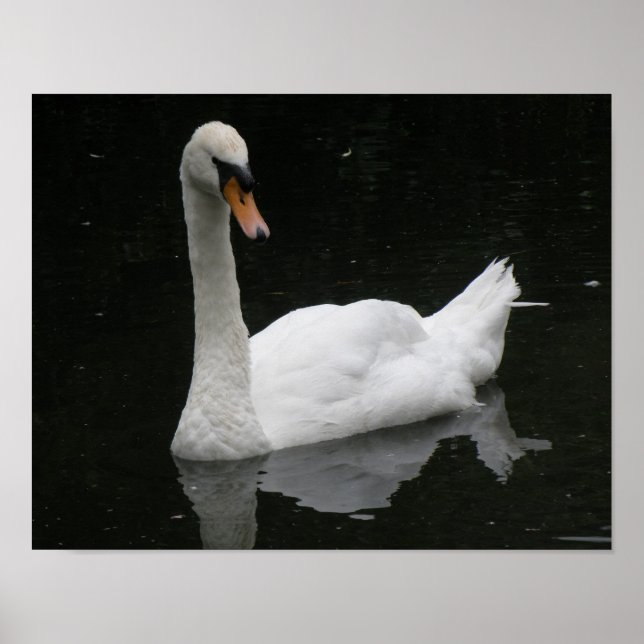 Póster de cisne blanco hermoso (Frente)