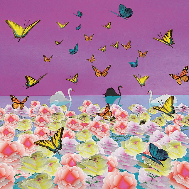 Póster de cisnes al atardecer (Subido por el creador)