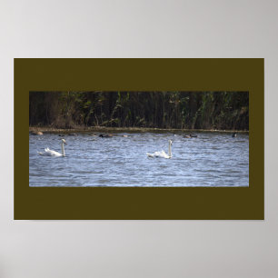 Póster de cisnes en el estanque
