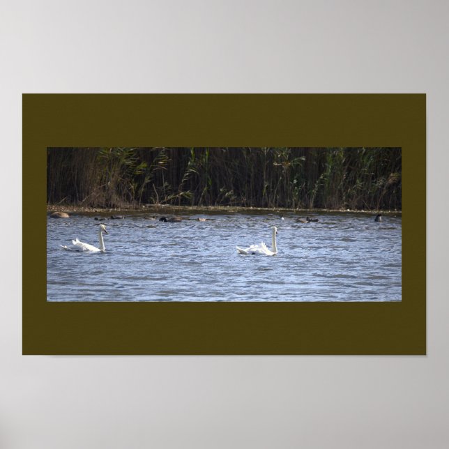 Póster de cisnes en el estanque (Frente)