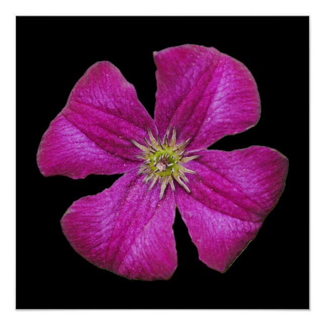 Poster de Clematis Rosa (Anverso)