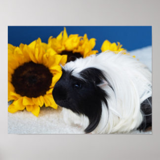 Póster de Cobaya Coronet