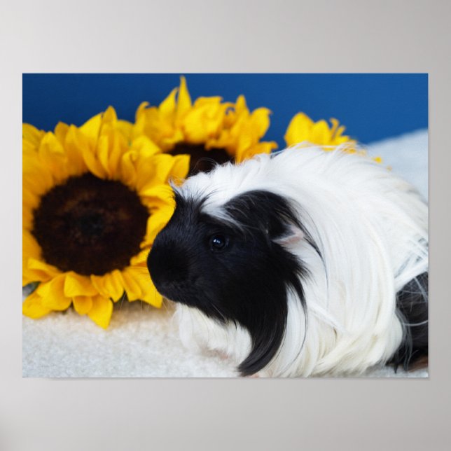 Póster de Cobaya Coronet (Frente)