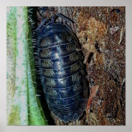 Póster de cochinilla (foto)