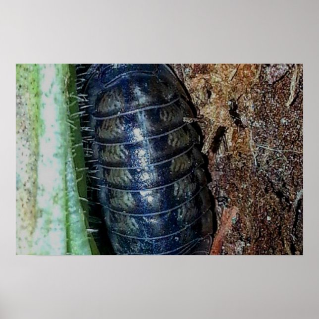 Póster de cochinilla (foto) (Frente)