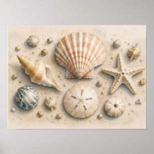 Póster de Colección de Conchas de Mar Costero Ac