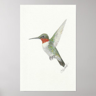 Póster de Colibrí de Garganta Rubí