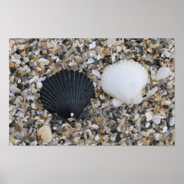 Póster de conchas de mar blancas y negras (Frente)