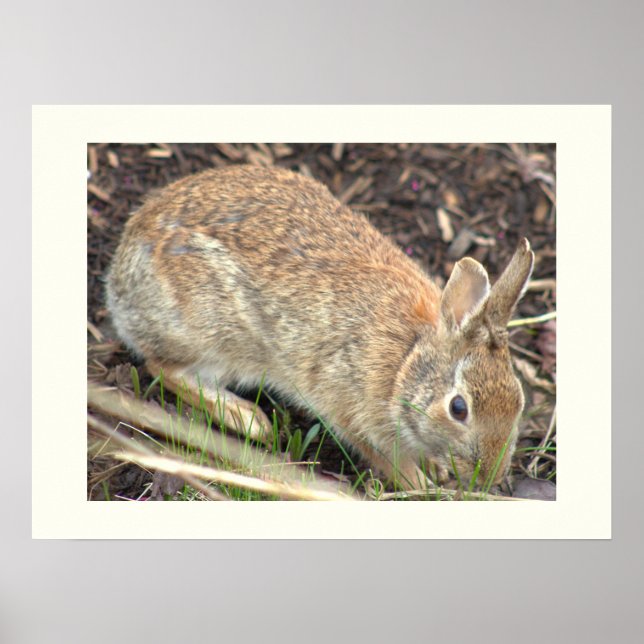 Póster de conejo Bunny (Frente)
