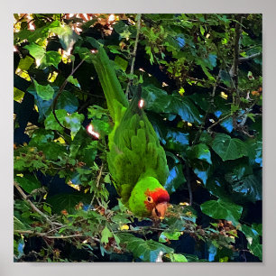 Póster de Conure de Cabeza de Cereza #1