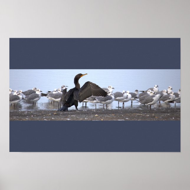 Póster de cormorán con gaviotas (Frente)