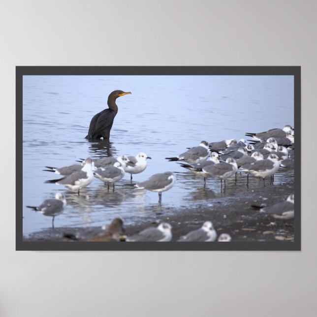 Póster de Cormorán con Gaviotas  (Frente)