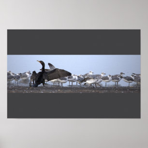 Póster de Cormorán con Gaviotas