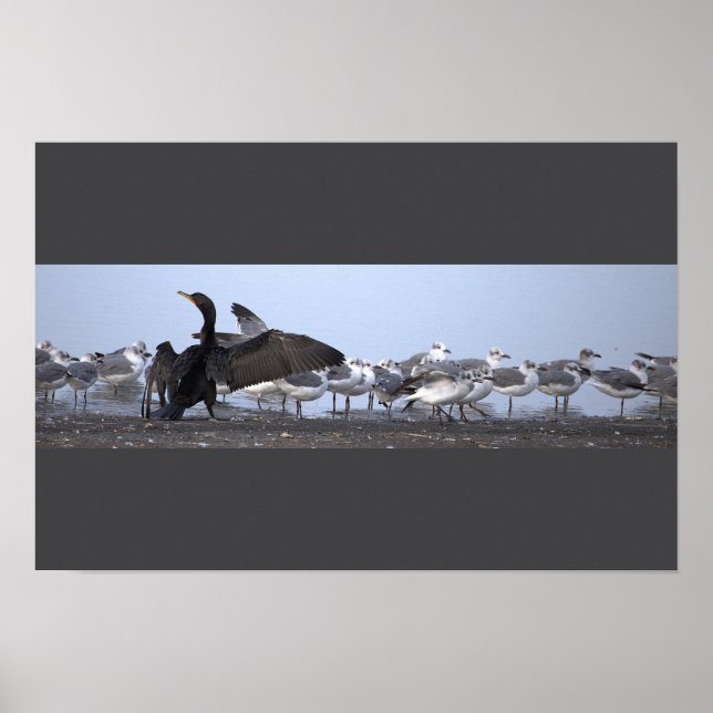 Póster de Cormorán con Gaviotas  (Frente)