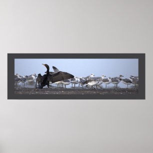 Póster de Cormorán con Gaviotas 