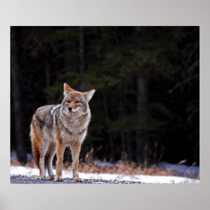 Poster de Coyote o impresión
