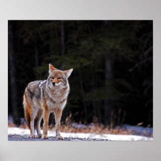 Poster de Coyote o impresión