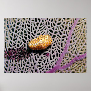 Póster de Cyphoma gibbosum por James Fatherree