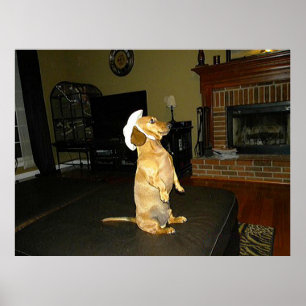 Póster de Dachshund Sitting Pretty